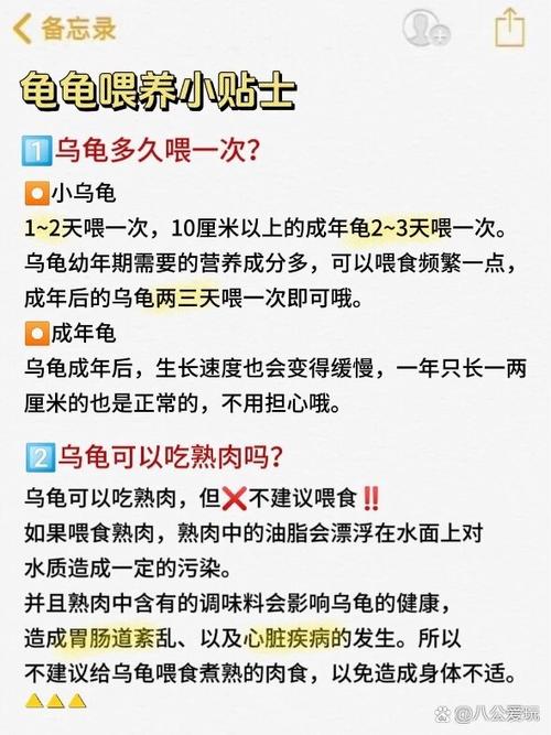 小龟新宠来袭：捉妖宝典，教你如何览地火小龟资质