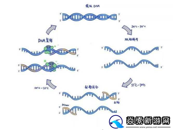 DNA-非特异性杂交：原理与应用研究