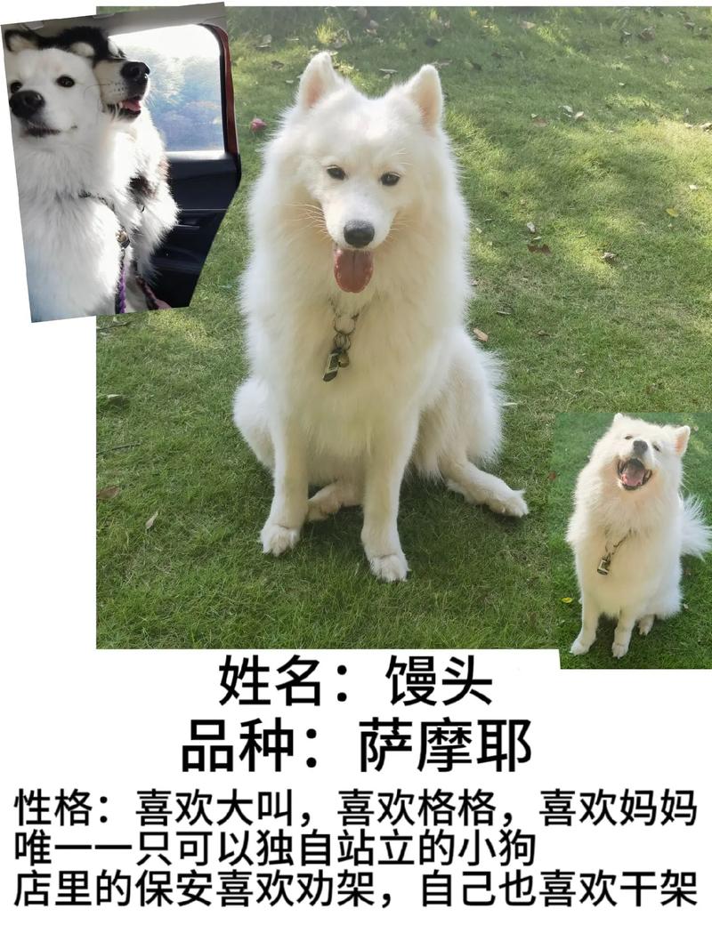 狗卡——我的宠物身份象征
