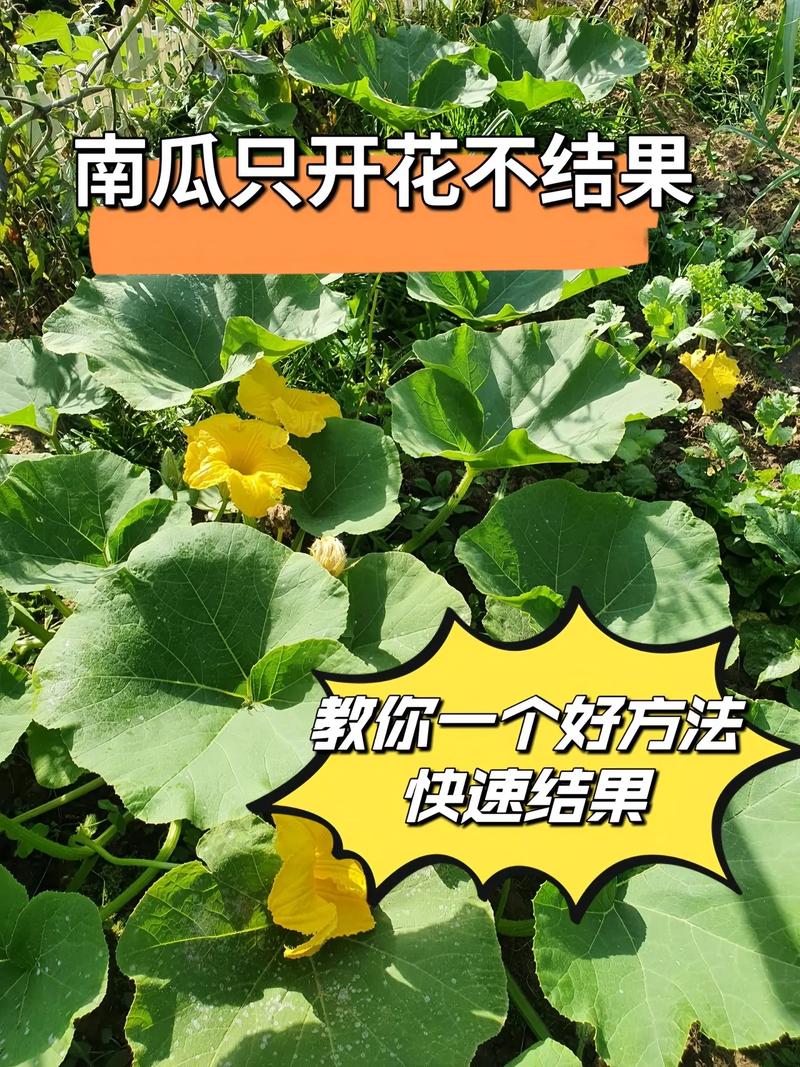 南瓜种植宝典：小时人生中如何高效种植南瓜
