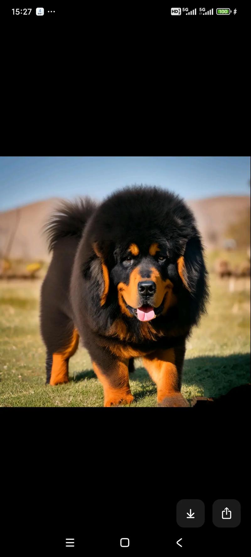 优质藏獒犬粮,营养丰富,健康美味,让你的宠物更爱你
