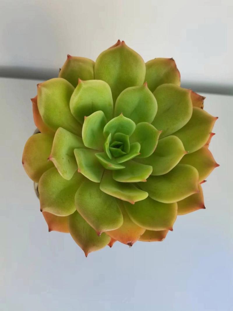 1v3 多肉小公主 高品质多肉植物组合盆栽