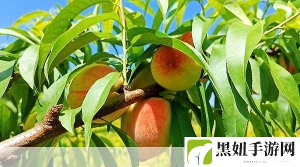 美丽的水蜜桃春潮超清画质提供播放，1. 春意盎然：水蜜桃盛开的绚丽画卷