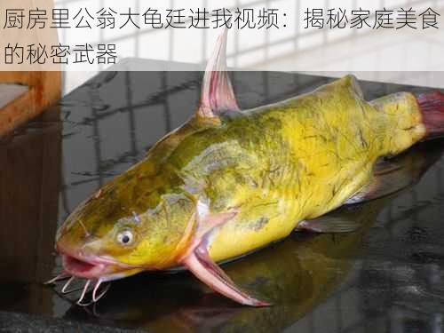 厨房里公翁大龟廷进我视频：揭秘家庭美食的秘密武器