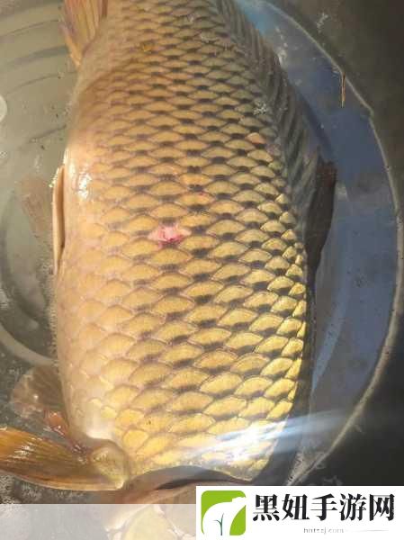 会鲤鱼吸水能抓住男人的心吗,1. 鱼水情深:鲤鱼吸水与爱情的秘密