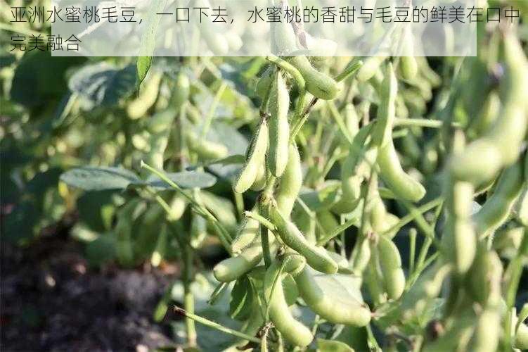 亚洲水蜜桃毛豆，一口下去，水蜜桃的香甜与毛豆的鲜美在口中完美融合