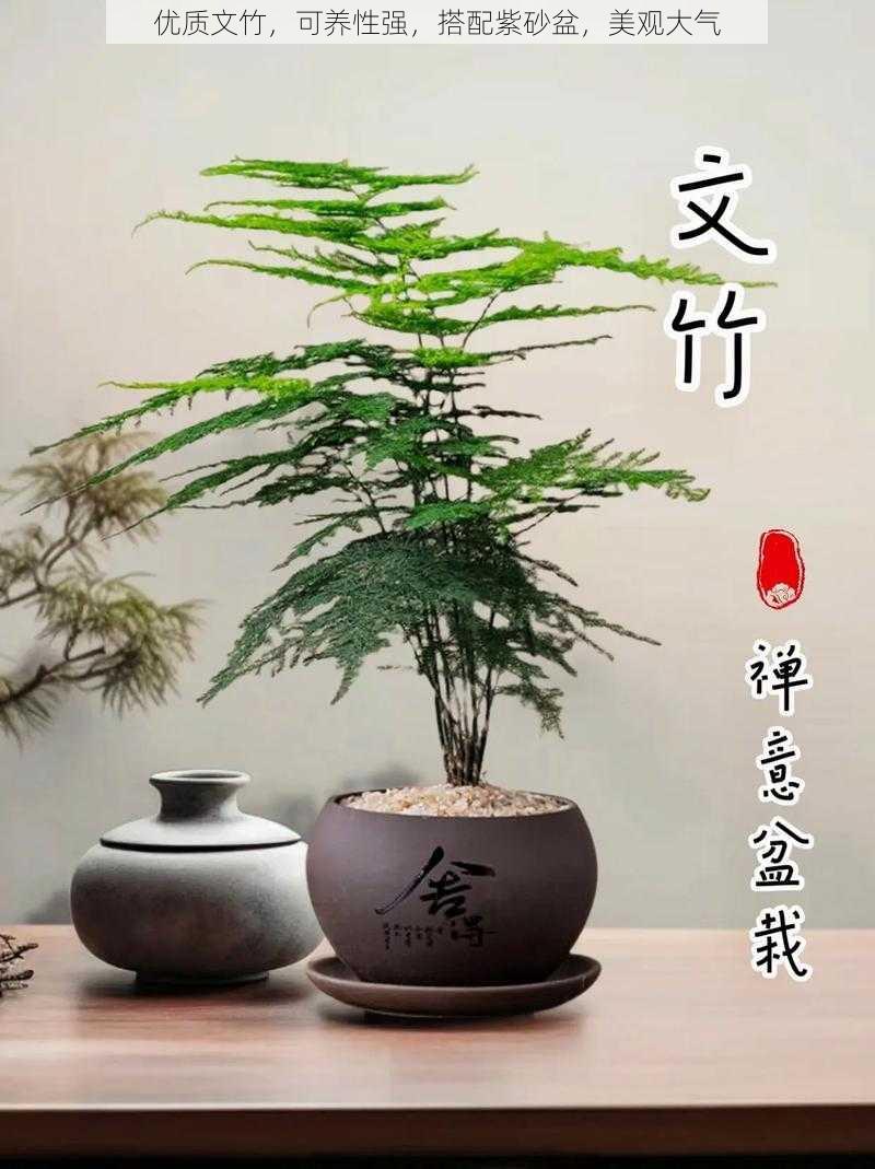 优质文竹,可养性强,搭配紫砂盆,美观大气