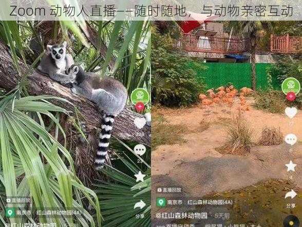 Zoom 动物人直播——随时随地,与动物亲密互动