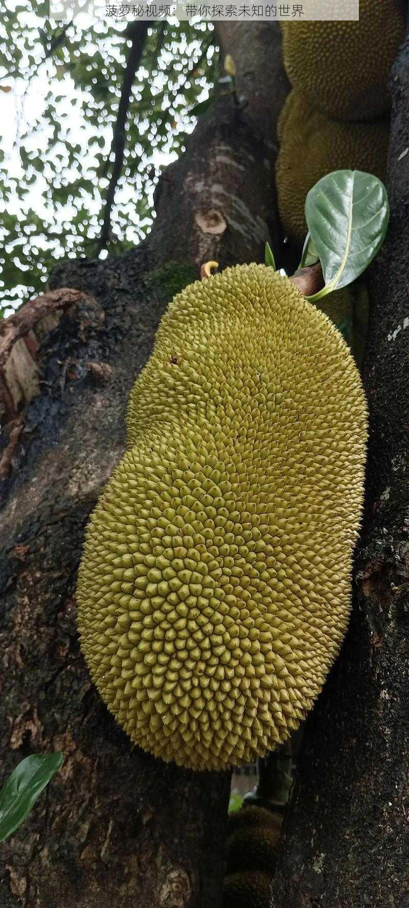 菠萝秘视频:带你探索未知的世界