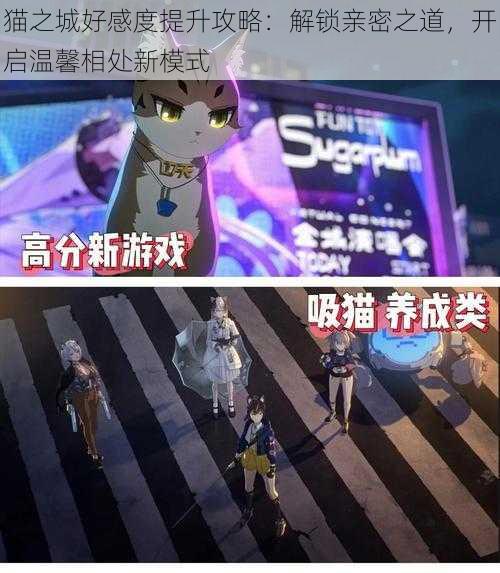 猫之城好感度提升攻略:解锁亲密之道,开启温馨相处新模式