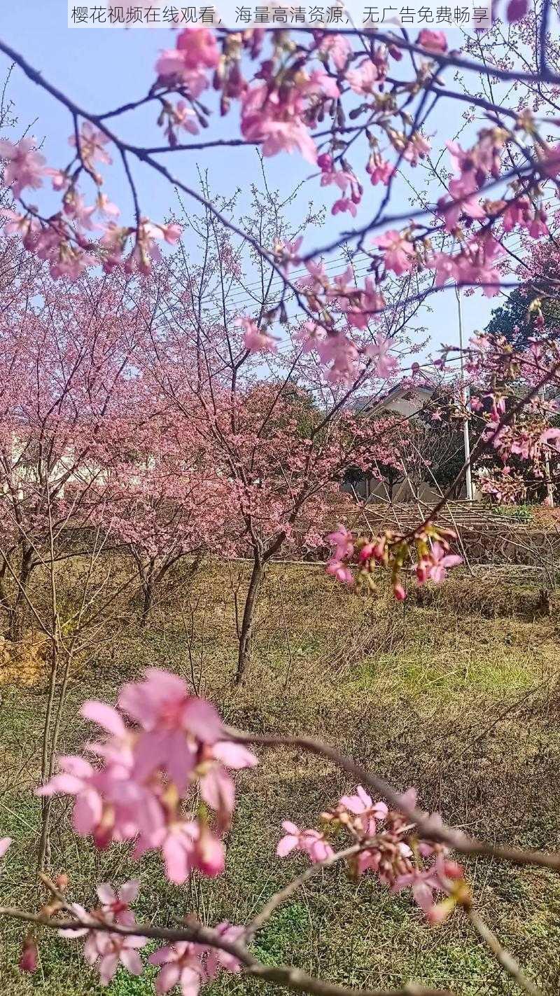 樱花视频在线观看,海量高清资源,无广告免费畅享