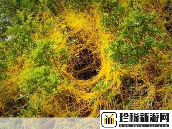 鼓蓬蓬的牦户