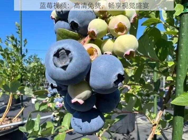蓝莓视频:高清免费,畅享视觉盛宴