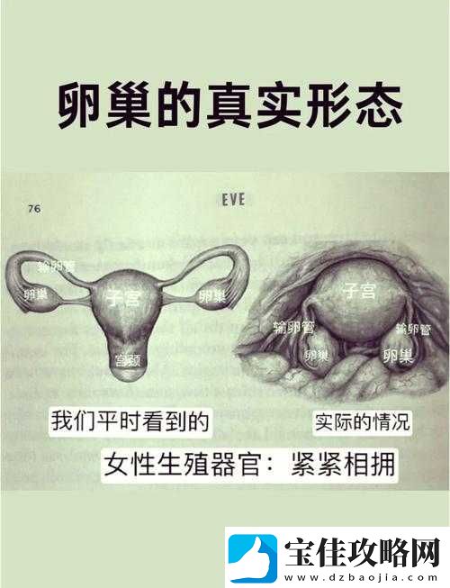 二十四种阴性外貌形状