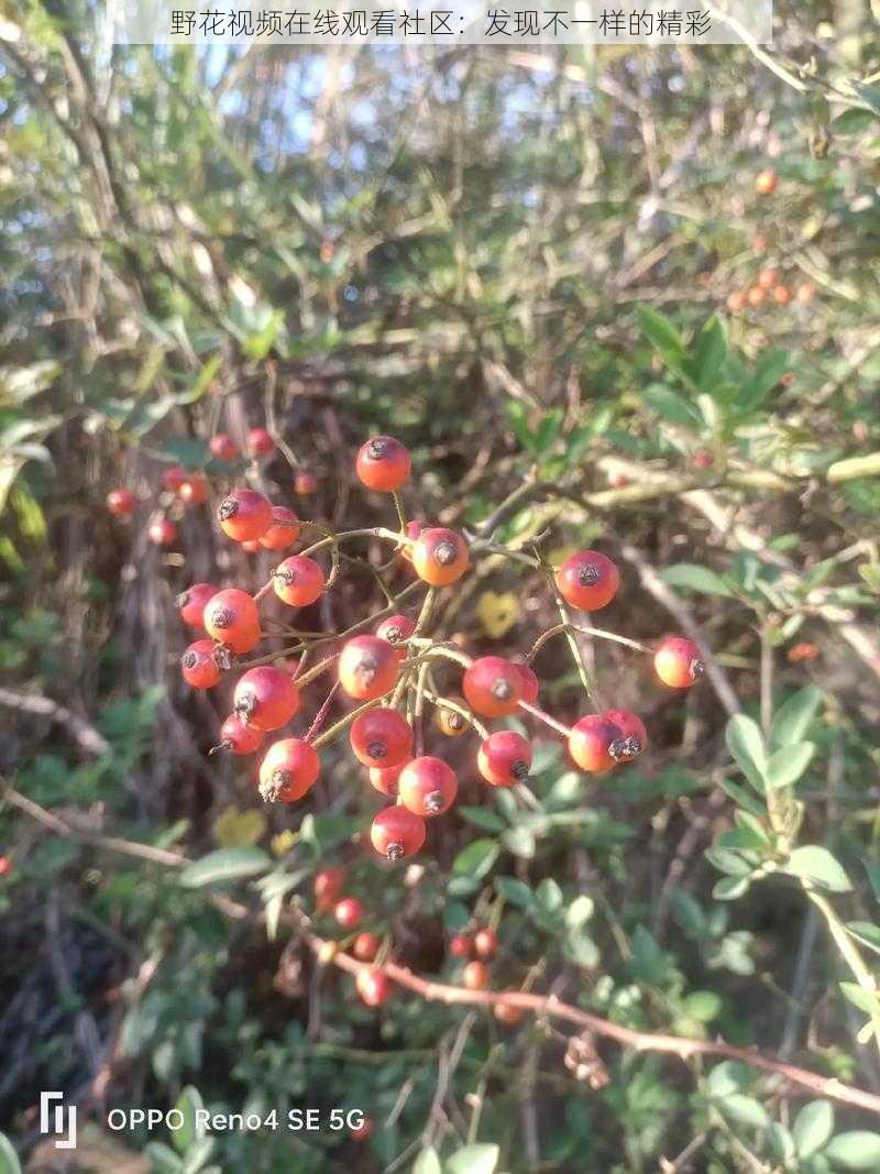 野花视频在线观看社区:发现不一样的精彩