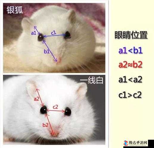 日本一线与三线的区别究竟何在:深入剖析差异要点