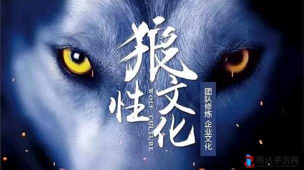 狼群一卡二卡 3 卡四卡网站:狼性团队的探索之路