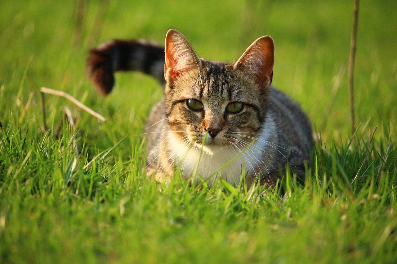 猫咪视频app: 发现猫咪的奇妙世界与趣味生活