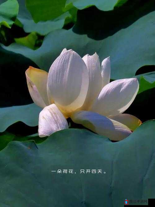 什么叫女人半夜莲花开:探寻背后神秘的含义