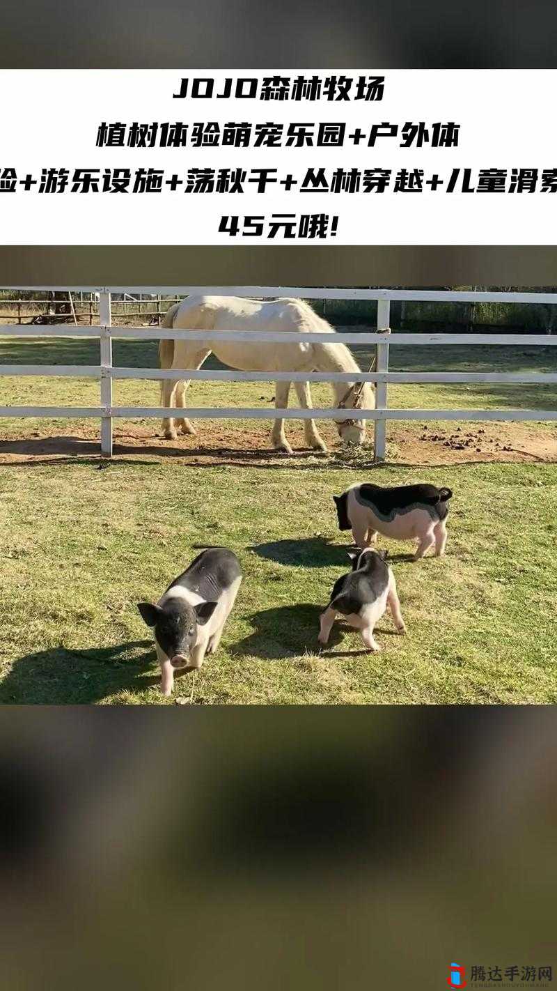 ZOOMSERVO 兽狗牧场:独特魅力与丰富体验的乐园