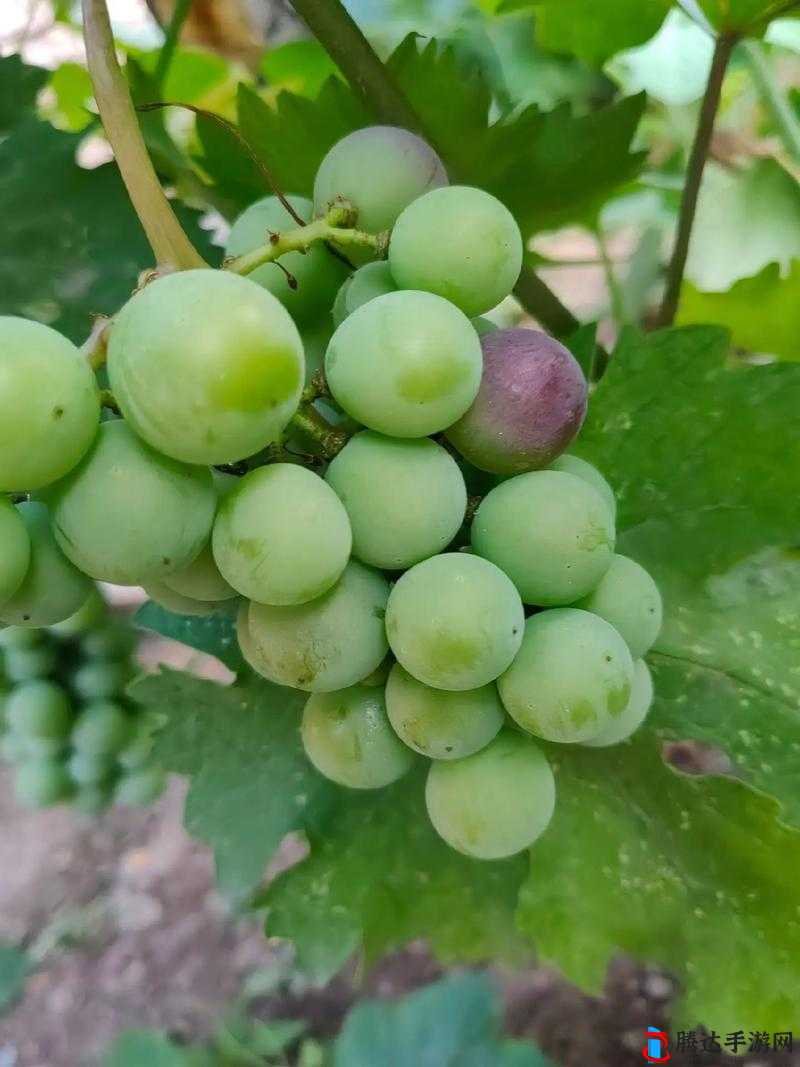 香蕉、丝瓜、草莓、秋葵、小猪、芭乐、茄子、污苹果的奇妙组合