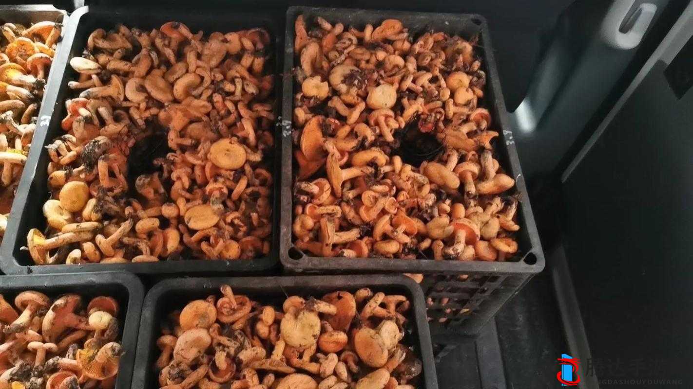 17cc 网黑料爆料官网蘑菇：带你了解不为人知的一面