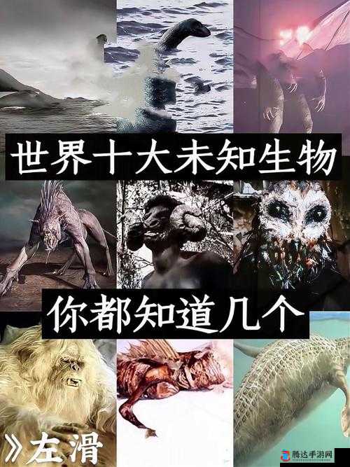 欧美兽黄:探索未知的性世界