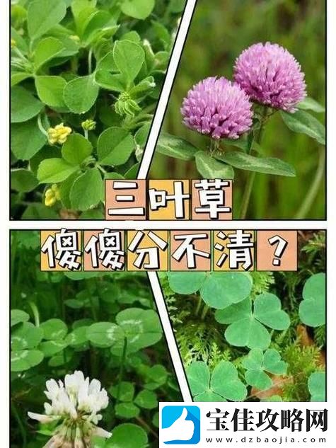 成品人精品人的区别四叶草