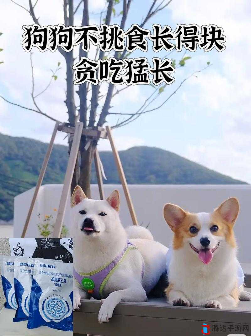 狗狗猛涨精肉狗大壮增肥增食欲:让狗狗快速变得强壮健康的方法