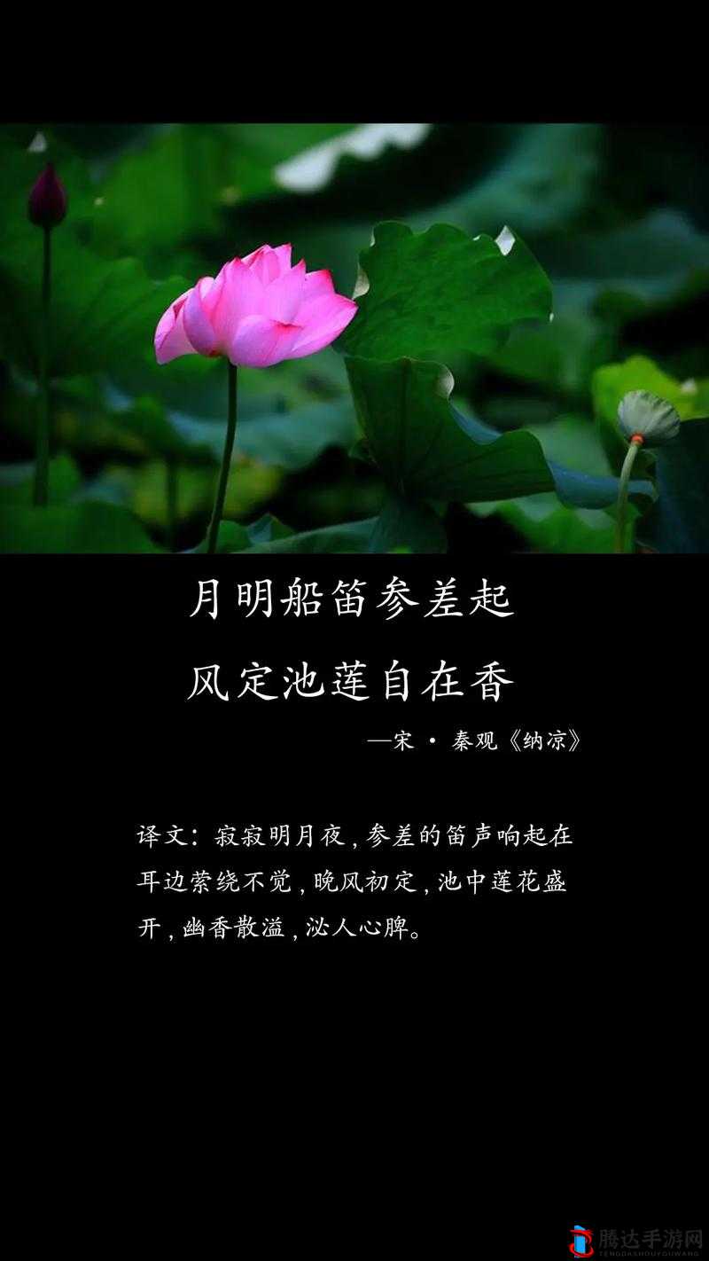 春动莲房:探寻诗意自然中莲花的悄然律动
