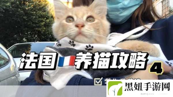 怪物猎人4养猫攻略,从入门到精通,成为养猫大师的必备秘籍