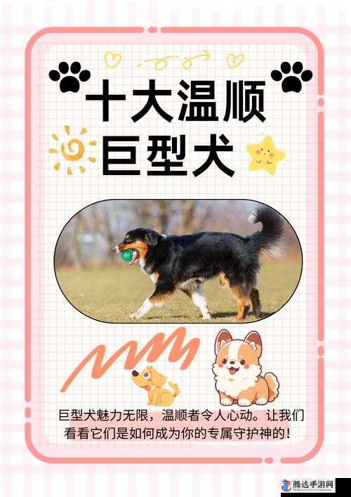 八寸长的大宝贝:探究其神秘与魅力