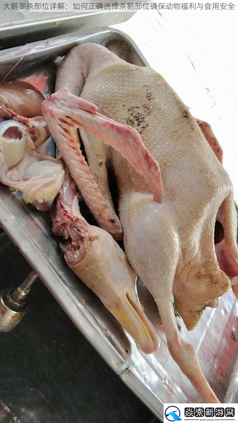大鹅宰杀部位详解