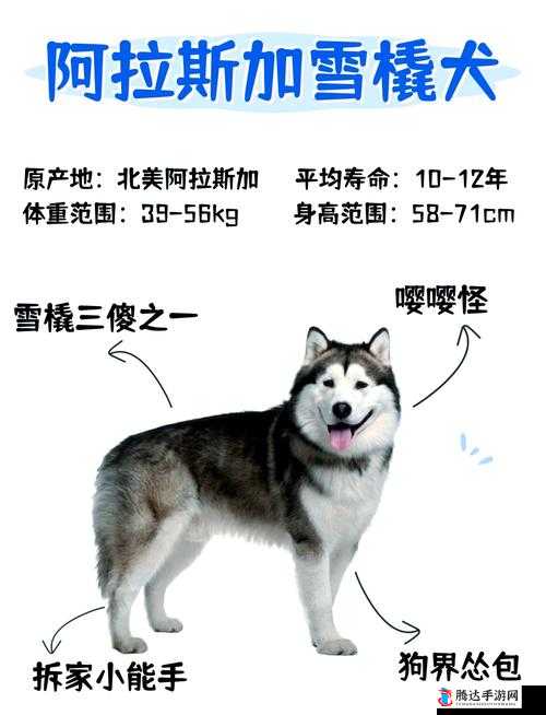人狗胶配方大全狗狗一：关于狗狗的详细配方介绍与使用说明