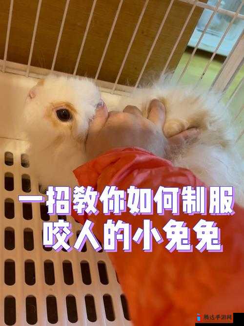 如何巧妙安排老公晚上享用小兔兔的温馨方式探讨