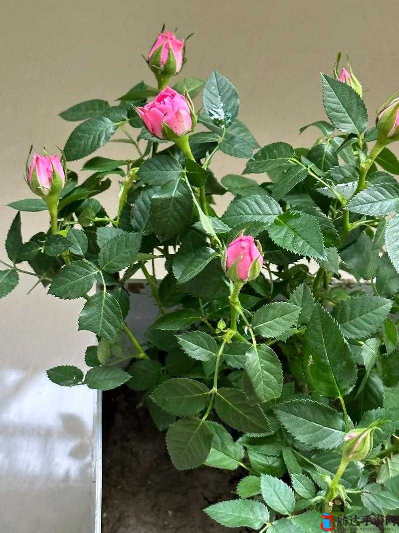 含苞待放的花骨朵:花未全开,月未圆