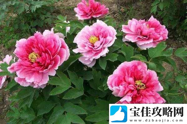 老中医春风得意