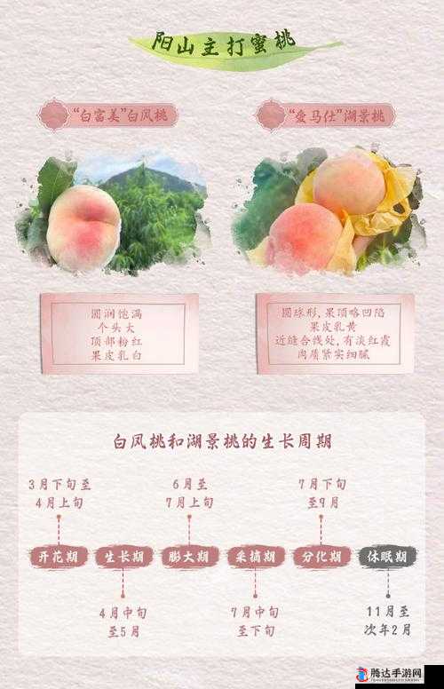 水蜜桃一卡 2 卡 3 卡 4 卡:探索其独特的品质与魅力
