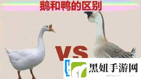 鹅鸭杀中工程师的绝佳躲藏之处究竟在哪