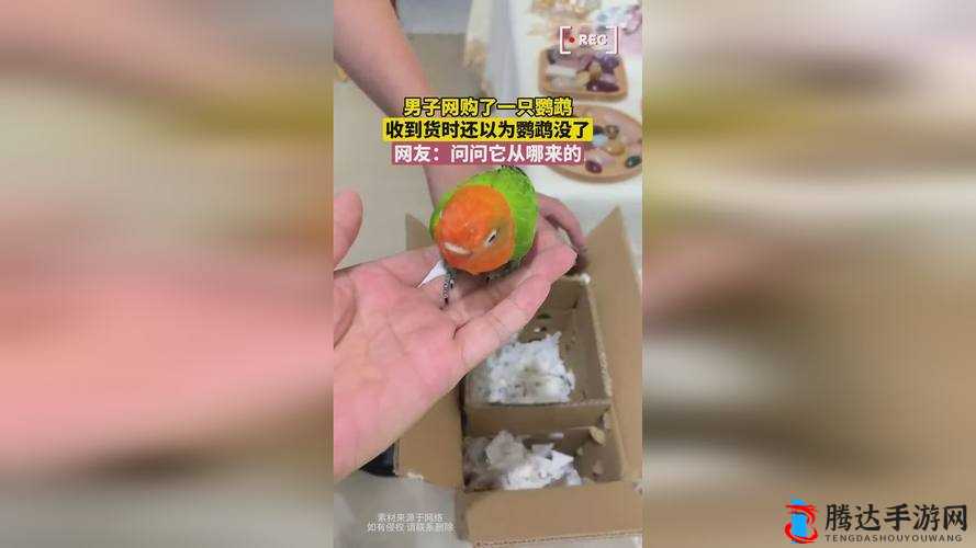 仙踪林 company limited19 岁:庆祝成立 19 周年迈向新征程