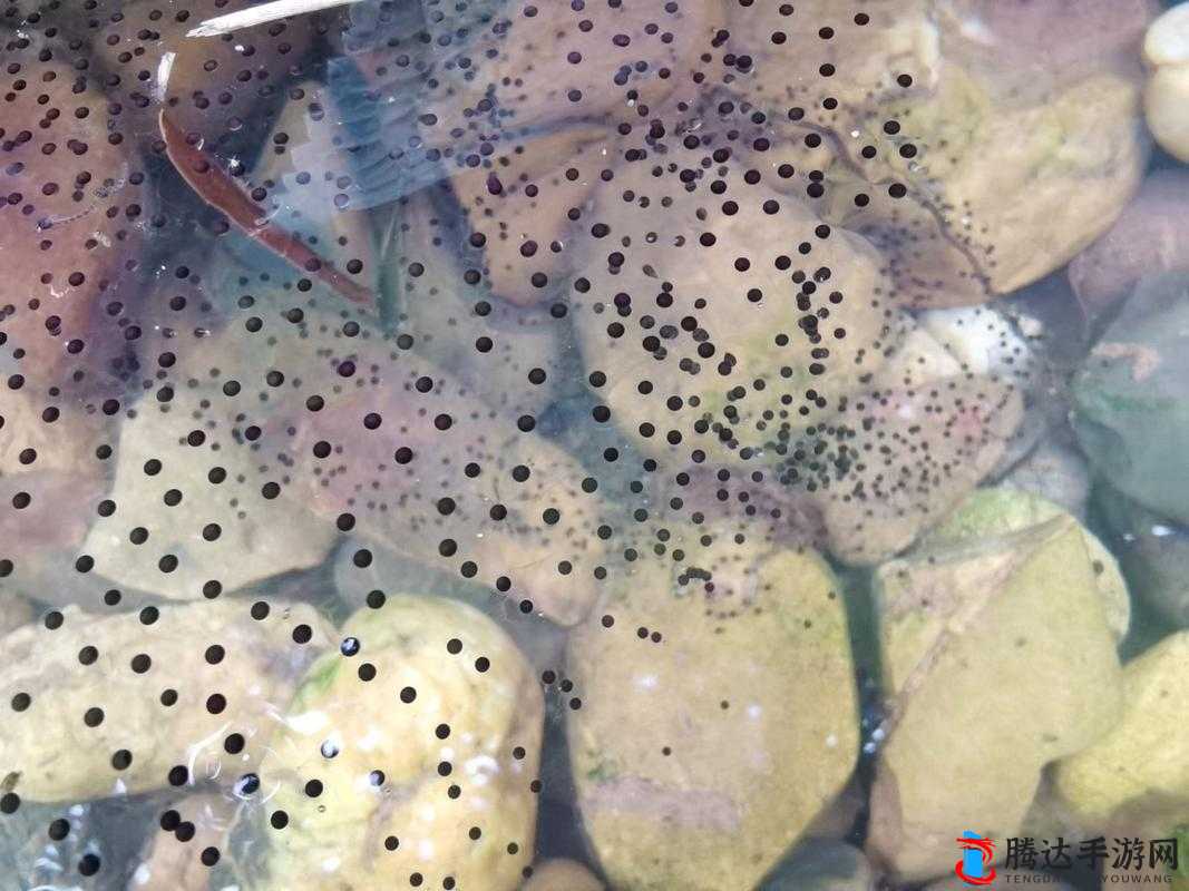 九色 91 蝌蚪:引领独特精彩的探索之旅