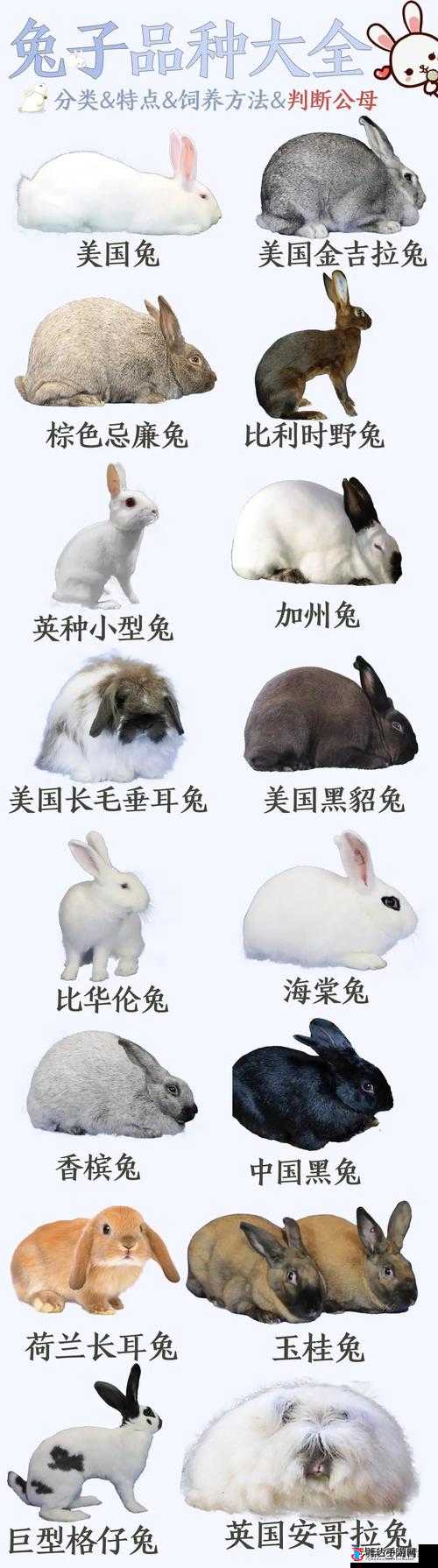 漫野奇谭兔子怎么获得？宠物兔获得条件以及作用介绍