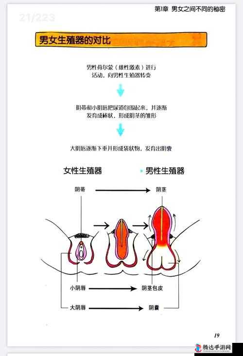 探讨性别自由:凸轮图片背后的思考与争议