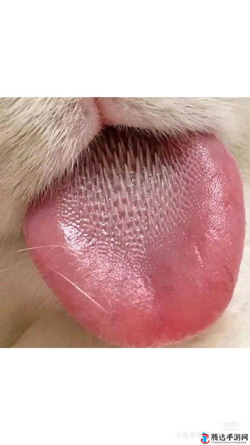 舌头往下舔到一个硬硬的包疼该怎么办应如何处理