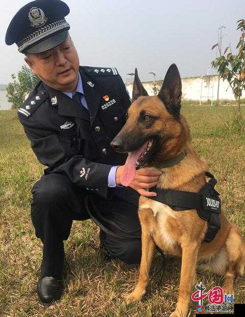 张警犬撞玻璃视频资源:震撼瞬间