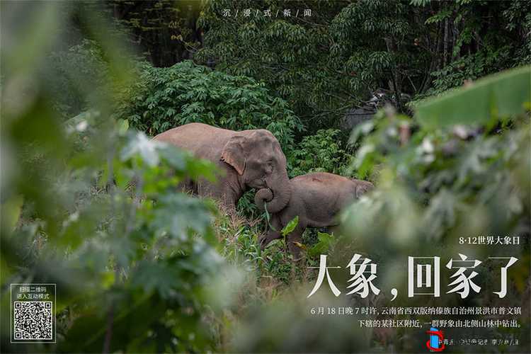 大象回家:保护动物,我们共同的责任