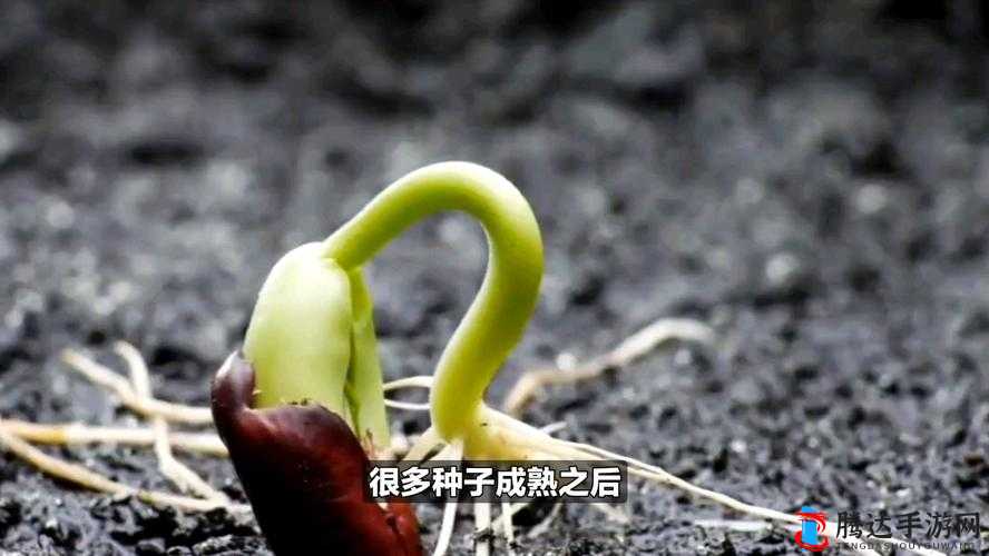 关于耕种姨妈那片肥沃土地的奇妙探索