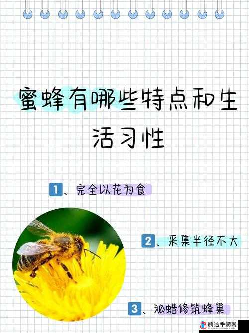 美国ZOOM 动物:关于其特点和习性的深入探讨