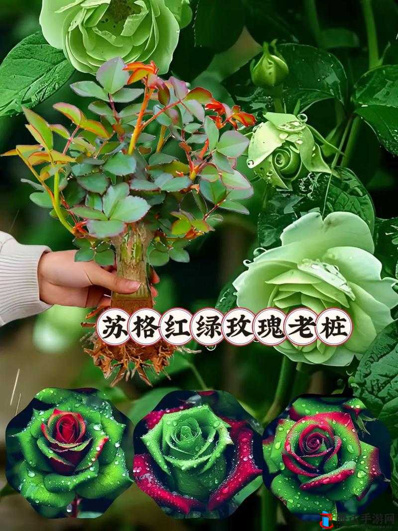 红色妖姬:高贵与诱惑的极致演绎,极致诱惑:红色妖姬的神秘魅力