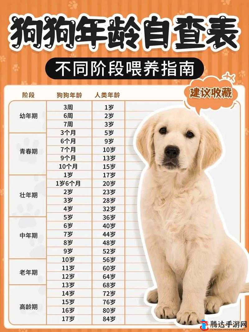 杏林物语怎么喂狗,喂食方法介绍